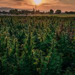 Meilleur Grossiste CBD : pure Extract ? iStock-1279487349-1
