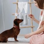 L'huile de CBD pour chien : une solution naturelle prometteuse cbd-pour-chien