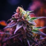 L'histoire captivante du CBD : origines et évolution very_beautiful_cbd_bud_dcaab220-a5e2-4015-9afb-7a732f8a2cc8